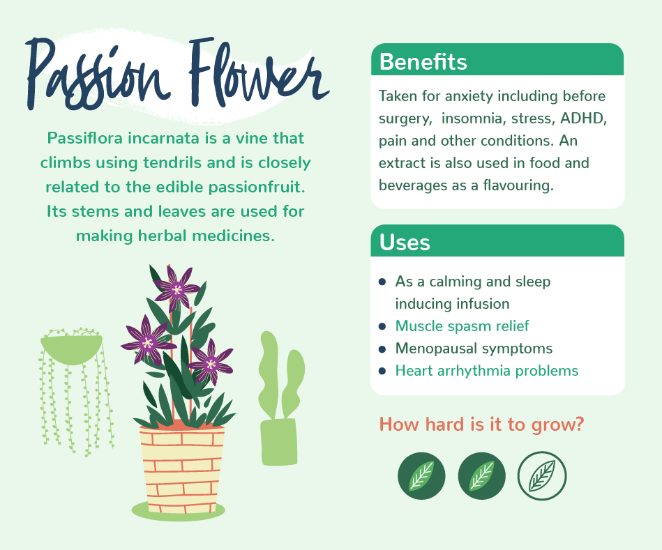 Discover The Benefits Of Indoor Plants Love The Garden